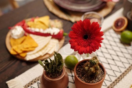 Red gerbera and two flowerpots with domestic cactuses standing on tablecloth with fresh citrus fruits and traditional snacks
