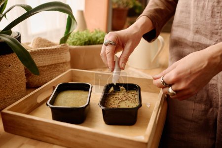 Hands of young woman putting wheat seeds on hydrated sow material in plastic boxes standing in wooden container on windowsill