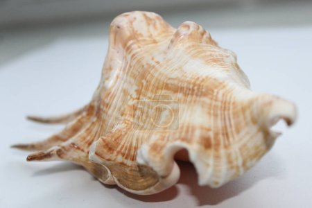 Photo for Focus stacking of a sea shell on white background - Royalty Free Image