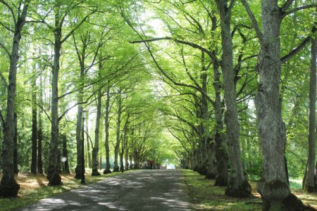 Foto de Pequeño camino con troncos de árboles a lo largo del camino, vista del paisaje de primavera con una fila de árboles a ambos lados - Imagen libre de derechos