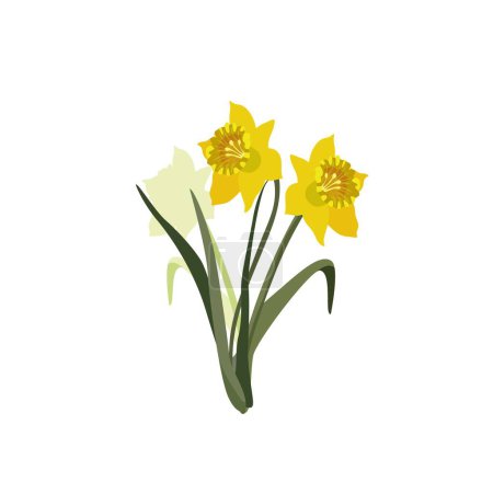 Ilustración de Primavera flores narciso aislado sobre fondo blanco - Imagen libre de derechos