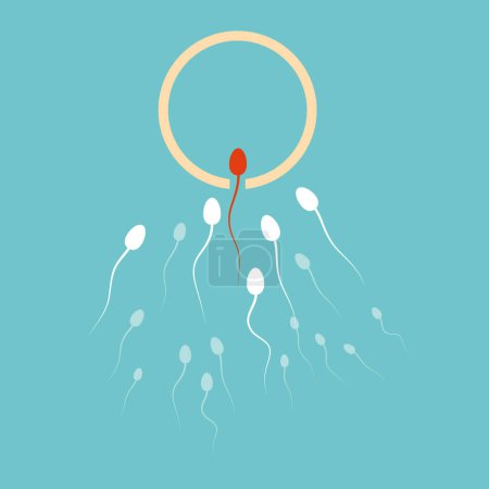 Spermien kämpfen um die Eroberung der menschlichen Eizelle