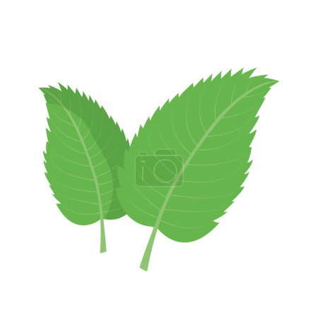 Fresh mint leaf. Vector menthol healthy aroma. Herbal nature plant. Spearmint green leafs.