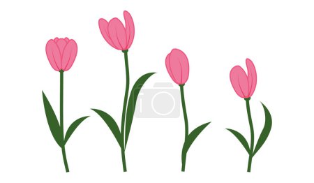 Branches of tulip flowers and green leaves. Bouquet of red tulips isolated. Floral design. Greeting card template.