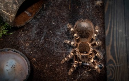 Eine Spinne spritzt einer Madagaskar-Kakerlake in einem Terrarium Gift in Großaufnahme. Acanthoscurria geniculata. Phobie-Konzept. Giftiges Gift Brasilianische tropische Großtiere. Blaptica dubia. 4k Filmmaterial.