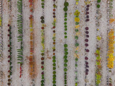Téléchargez les photos : Vue aérienne d'une pépinière d'arbres avec des plantes jaunes, rouges et rouges vertes, disposées en rangée, en automne. Plantes aux couleurs automnales, Alsace, France, Europe - en image libre de droit