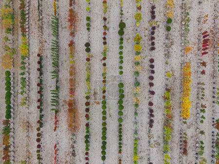Foto de Vista aérea de un vivero de árboles con plantas verdes amarillas, rojas y rojas, dispuestas en fila, durante el otoño. Plantas en colores otoñales, Alsacia, Francia, Europa - Imagen libre de derechos
