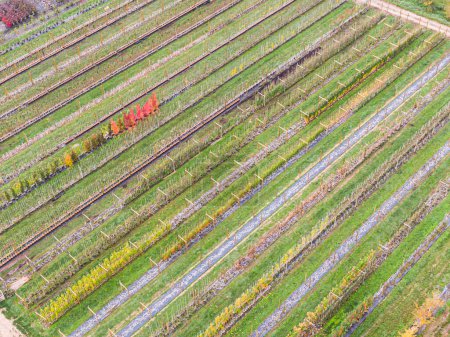 Photo for Aerial view of a tree nursery with yellow, red and red green plants, arranged in a row, during autumn. Plants in autumn colours, Alsace, France, Europe - Royalty Free Image