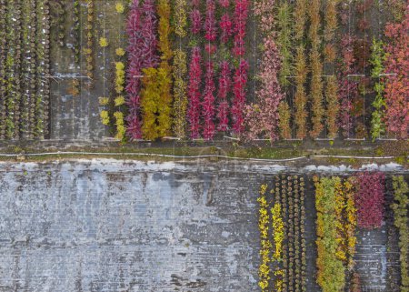 Téléchargez les photos : Vue aérienne d'une pépinière d'arbres avec des plantes jaunes, rouges et rouges vertes, disposées en rangée, en automne. Plantes aux couleurs automnales, Alsace, France, Europe - en image libre de droit