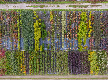 Foto de Vista aérea de un vivero de árboles con plantas verdes amarillas, rojas y rojas, dispuestas en fila, durante el otoño. Plantas en colores otoñales, Alsacia, Francia, Europa - Imagen libre de derechos