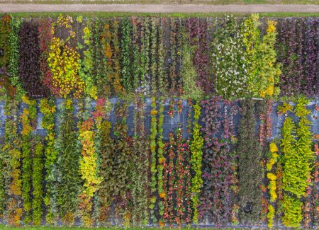 Luftaufnahme einer Baumschule mit gelben, roten und roten grünen Pflanzen, die in einer Reihe angeordnet sind, im Herbst. Pflanzen in Herbstfarben, Elsass, Frankreich, Europa