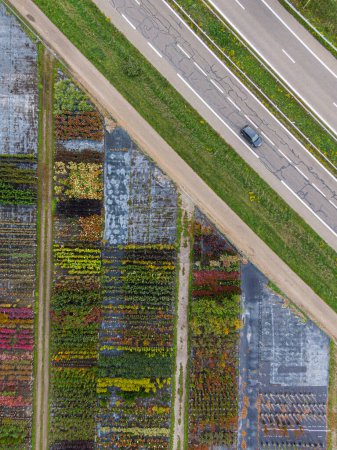 Téléchargez les photos : Vue aérienne d'une pépinière d'arbres et de plantes jaunes et rouges, alignée en rangée, en automne sur le côté de l'autoroute avec une voiture de passage - en image libre de droit