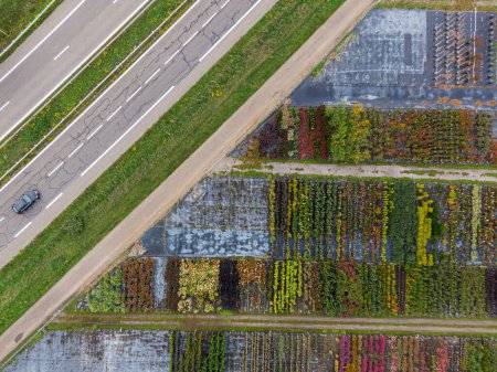 Téléchargez les photos : Vue aérienne d'une pépinière d'arbres et de plantes jaunes et rouges, alignée en rangée, en automne sur le côté de l'autoroute avec une voiture de passage - en image libre de droit