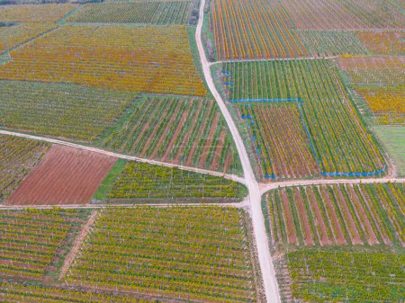Foto de Vista aérea de un camino que pasa por los viñedos en otoño. Las vides son de color amarillo-naranja en los colores del otoño, Alsacia, Francia, Europa - Imagen libre de derechos