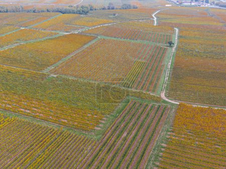 Téléchargez les photos : Vue aérienne d'une route traversant les vignobles en automne. Les vignes sont jaune-orange dans les couleurs de l'automne, Alsace, France, Europe - en image libre de droit