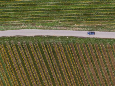 Téléchargez les photos : Vue aérienne d'une route traversant les vignobles en automne. Une voiture passe et les vignes sont jaune-orange dans les couleurs de l'automne, Alsace, France, Europe - en image libre de droit