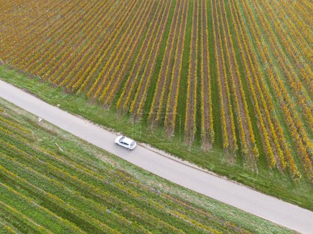 Photo for Aerial view of a road passing through the vineyards in autumn. A car passes and the vines are yellow-orange in the Colors of autumn, Alsace, France, Europe - Royalty Free Image