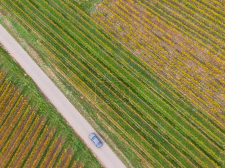Téléchargez les photos : Vue aérienne d'une route traversant les vignobles en automne. Une voiture passe et les vignes sont jaune-orange dans les couleurs de l'automne, Alsace, France, Europe - en image libre de droit