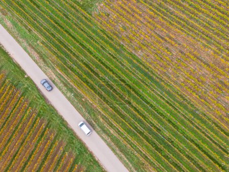 Foto de Vista aérea de un camino que pasa por los viñedos en otoño. Un coche pasa y las vides son de color amarillo-naranja en los colores de otoño, Alsacia, Francia, Europa - Imagen libre de derechos