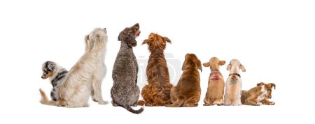 Vista trasera de un grupo de perros mirando hacia arriba, aislados en blanco