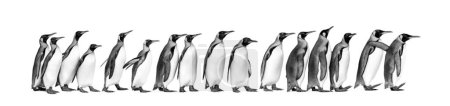 Téléchargez les photos : Vue en noir et blanc de la colonie de pingouins royaux ensemble, isolés sur blanc - en image libre de droit