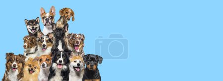 Foto de Un grupo de perros mirando en todas direcciones sobre fondo azul - Imagen libre de derechos