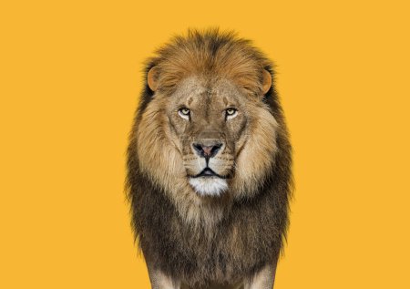 Porträt eines erwachsenen Löwen, der in die Kamera blickt, Panthera leo vor orangefarbenem Hintergrund