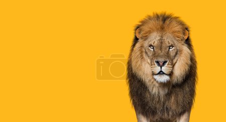 Porträt eines erwachsenen Löwen, der in die Kamera blickt, Panthera leo vor orangefarbenem Hintergrund