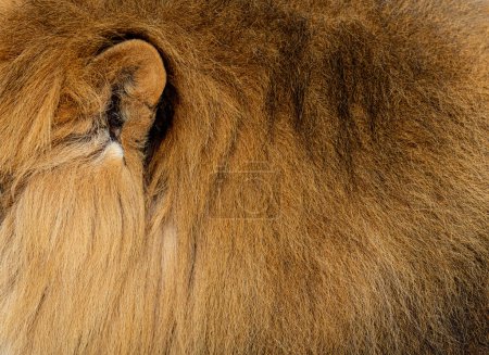 Téléchargez les photos : Oreille Gros plan d'un lion, d'une fourrure et d'une crinière - en image libre de droit
