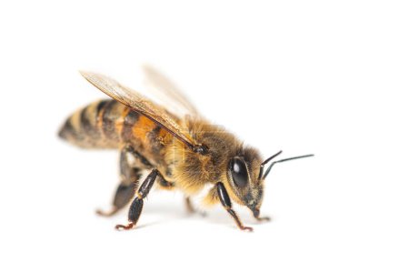 Foto de Vista lateral de una abeja honing, apis mellifera, aislada en blanco - Imagen libre de derechos