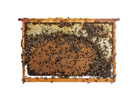 Téléchargez les photos : Travailleur Abeilles mangeant du miel sur un cadre de ruche rempli de nid d'abeille, isolé sur un fond blanc. - en image libre de droit
