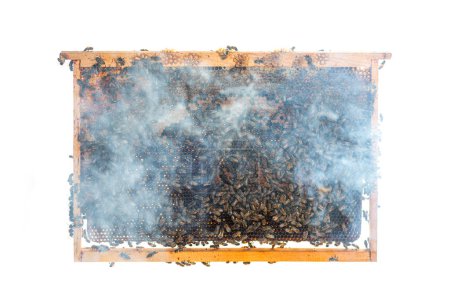 Photo for Worker bees on a hive frame filled with honeycomb surrounded by smoke that the beekeeper uses to calm the bees, isolated on a white background. - Royalty Free Image