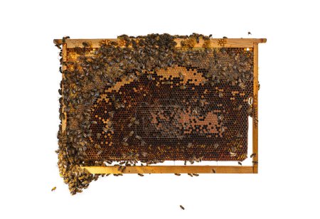 Photo for Worker Bees eating honey on a hive frame filled with honeycomb, isolated on a white background. - Royalty Free Image