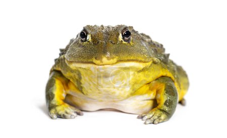 Photo for African bullfrog, Pyxicephalus adspersus, isolated on white - Royalty Free Image