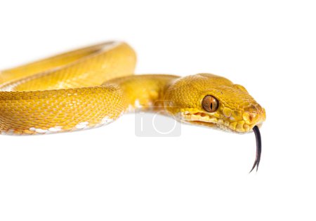 Photo for Common tree boa with its tongue out, Corallus hortulana, isolated on white - Royalty Free Image