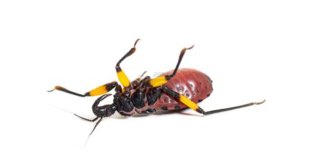 Foto de Segunda ninfa instar de de Dos manchas de insecto asesino acostado en su espalda, aislado en blanco - Imagen libre de derechos