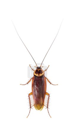 Foto de Vista alta de una cucaracha americana, Periplaneta americana, aislada en blanco - Imagen libre de derechos