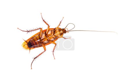 Foto de Vista inferior de una cucaracha americana, Periplaneta americana, aislada sobre blanco - Imagen libre de derechos