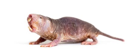 Téléchargez les photos : Rat taupe nu, rat sans poils, Heterocephalus glaber, isolé sur wihte - en image libre de droit
