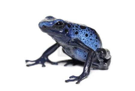 Photo for Blue poison dart frog, Dendrobates tinctorius "azureus", isolated on white - Royalty Free Image