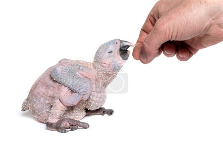Photo for 15 day old chick Blue-throated macaw and human hand feeding it, Ara glaucogularis, Isolated on white - Royalty Free Image