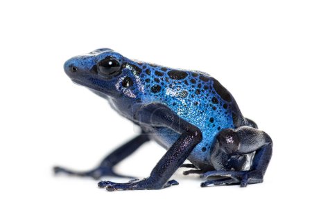 Foto de Rana dardo veneno azul, Dendrobates tinctorius "azureus", aislado en blanco - Imagen libre de derechos