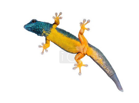 Vue du bas d'un gecko bleu électrique montrant ses ventouses, Lygodactylus williamsi, isolé sur fond blanc