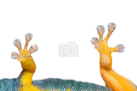 Foto de Vista inferior de almohadillas de dedo del pie de gecko, mostrando gecko azul eléctrico, aislado en blanco - Imagen libre de derechos