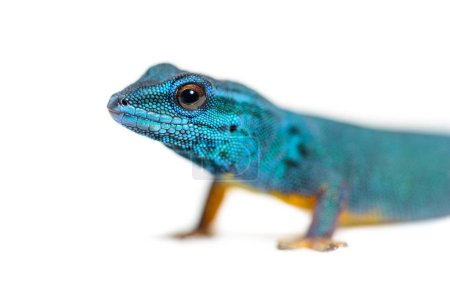 Téléchargez les photos : Portrait de Tête de gecko bleu électrique, Lygodactylus williamsi, isolé sur blanc - en image libre de droit
