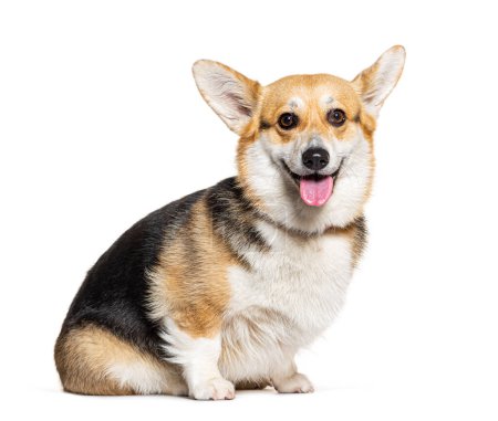 Photo for Welsh Corgi Pembroke dog wearing a collar sitting and panting, isolated on white - Royalty Free Image