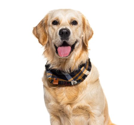 Photo for Golden Retriever wearing a scarf, isolated on white - Royalty Free Image