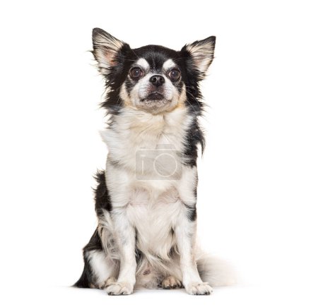 Téléchargez les photos : Chihuahua noir et blanc assis, isolé sur blanc - en image libre de droit