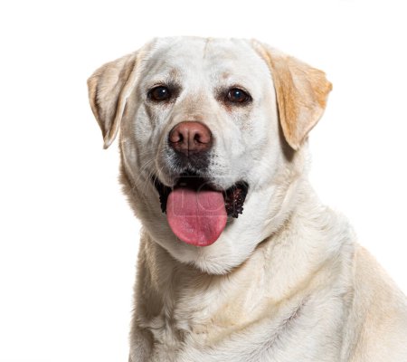 Photo for Labrador retriever panting, isolated on white - Royalty Free Image