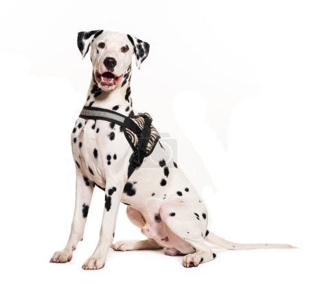 Photo for Dalmatian dog with harness, isolated on white - Royalty Free Image